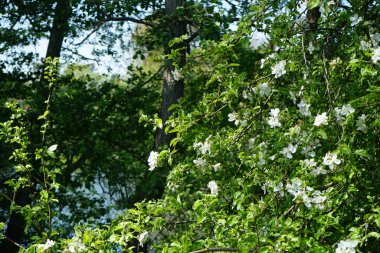 Flowering wild crab apple tree, Malus sylvestris, in May. Malus sylvestris, the European crab apple, is a species of the genus Malus. Berlin, Germany