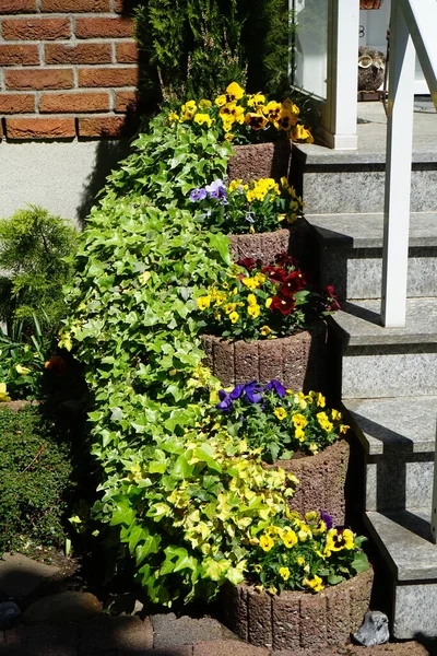 Garden pansies in plant rings at the porch of the house. The garden pansy, Viola  wittrockiana, is a type of large-flowered hybrid plant cultivated as a garden flower. Berlin, Germany