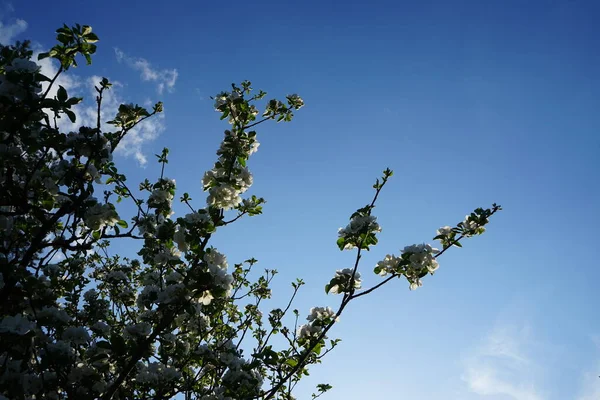 Flowering wild crab apple tree, Malus sylvestris, in May. Malus sylvestris, the European crab apple, is a species of the genus Malus. Berlin, Germany