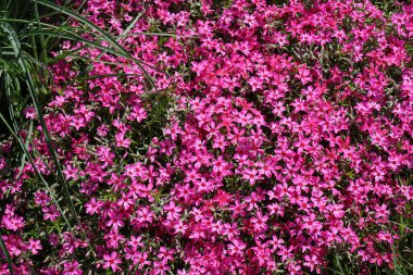 Phlox subulata flowers bloom in the garden in May. Phlox subulata, the creeping-, moss-, moss pink- or mountain phlox, is a species of flowering plant in the family Polemoniaceae. Berlin, Germany