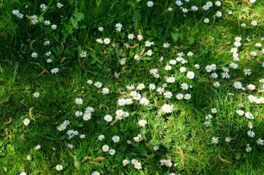 Blooming Bellis perennis in May. Bellis perennis, the daisy, is a common European species of the family Asteraceae. Berlin, Germany
