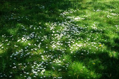Blooming Bellis perennis in May. Bellis perennis, the daisy, is a common European species of the family Asteraceae. Berlin, Germany
