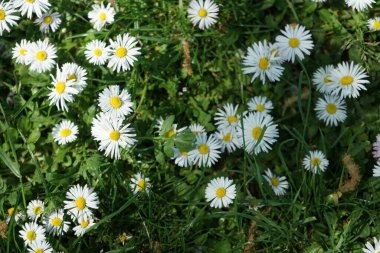 Blooming Bellis perennis in May. Bellis perennis, the daisy, is a common European species of the family Asteraceae. Berlin, Germany