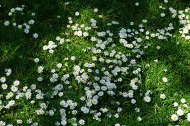 Blooming Bellis perennis in May. Bellis perennis, the daisy, is a common European species of the family Asteraceae. Berlin, Germany