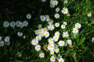 Blooming Bellis perennis in May. Bellis perennis, the daisy, is a common European species of the family Asteraceae. Berlin, Germany