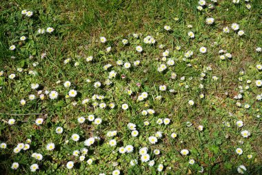 Blooming Bellis perennis in May. Bellis perennis, the daisy, is a common European species of the family Asteraceae. Berlin, Germany