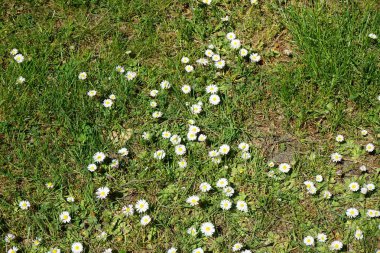 Blooming Bellis perennis in May. Bellis perennis, the daisy, is a common European species of the family Asteraceae. Berlin, Germany