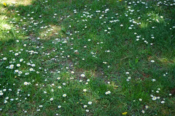 Blooming Bellis perennis in May. Bellis perennis, the daisy, is a common European species of the family Asteraceae. Berlin, Germany