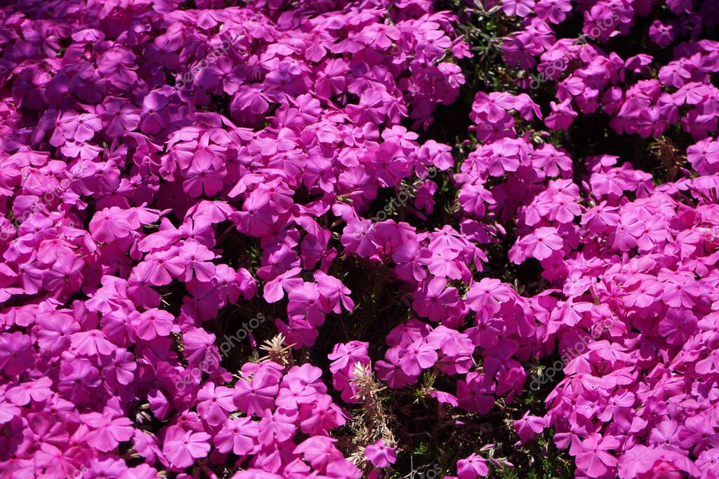 Phlox subulata flowers bloom in the garden in May. Phlox subulata, the