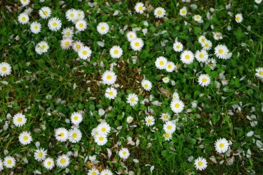 Blooming Bellis perennis in May. Bellis perennis, the daisy, is a common European species of the family Asteraceae. Berlin, Germany