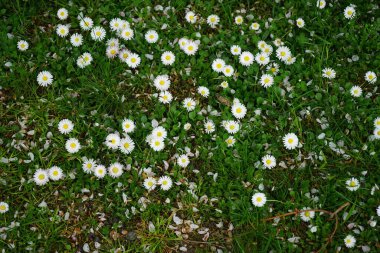 Blooming Bellis perennis in May. Bellis perennis, the daisy, is a common European species of the family Asteraceae. Berlin, Germany