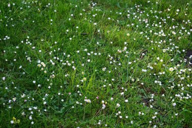 Blooming Bellis perennis in May. Bellis perennis, the daisy, is a common European species of the family Asteraceae. Berlin, Germany