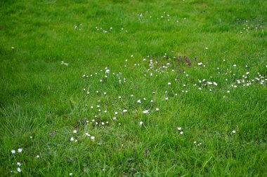 Blooming Bellis perennis in May. Bellis perennis, the daisy, is a common European species of the family Asteraceae. Berlin, Germany