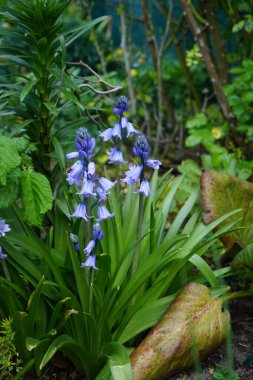 Mayıs ayında bahçede Hyacinthoides Hispanica mavisi çiçek açar. Hyacinthoides hispanica, Endymion hispanicus, Scilla hispanica, İspanyol blueBell, uzun ömürlü bir bahar çiçeği. Berlin, Almanya 
