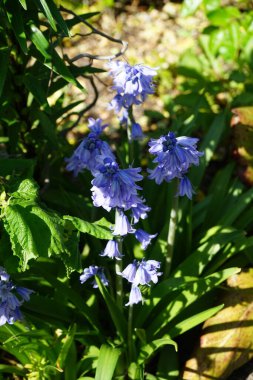 Mayıs ayında bahçede Hyacinthoides Hispanica mavisi çiçek açar. Hyacinthoides hispanica, Endymion hispanicus, Scilla hispanica, İspanyol blueBell, uzun ömürlü bir bahar çiçeği. Berlin, Almanya 