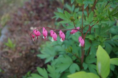 Baharda çiçek açan Dicentra tayfları. Dicentra, kanayan kalpler olarak da bilinir, garip şekilli çiçekleri ve ince bölünmüş yaprakları olan bitkisel bir bitkidir. Berlin, Almanya