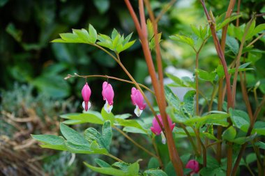Baharda çiçek açan Dicentra tayfları. Dicentra, kanayan kalpler olarak da bilinir, garip şekilli çiçekleri ve ince bölünmüş yaprakları olan bitkisel bir bitkidir. Berlin, Almanya