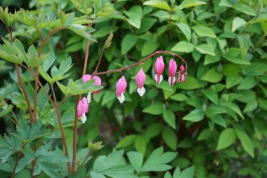 Baharda çiçek açan Dicentra tayfları. Dicentra, kanayan kalpler olarak da bilinir, garip şekilli çiçekleri ve ince bölünmüş yaprakları olan bitkisel bir bitkidir. Berlin, Almanya