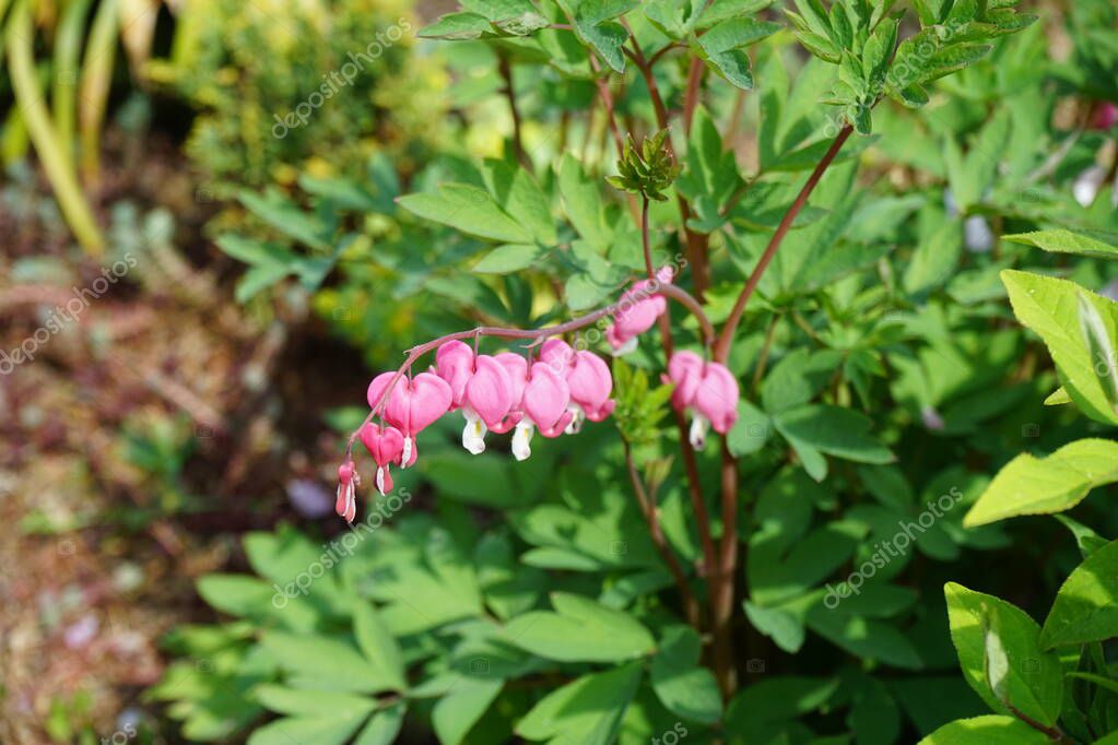Blooming Dicentra spectabilis in spring. Dicentra, known as bleedinghearts, is a herbaceous