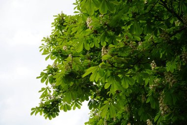 Aesculus hippocastanum blooms in May. Aesculus hippocastanum, the horse chestnut, is a species of flowering plant in the soapberry and lychee family Sapindaceae. Berlin, Germany 