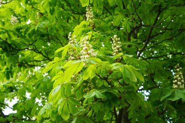 Aesculus hippocastanum blooms in May. Aesculus hippocastanum, the horse chestnut, is a species of flowering plant in the soapberry and lychee family Sapindaceae. Berlin, Germany 