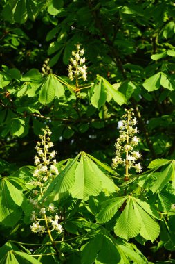 Aesculus hippocastanum blooms in May. Aesculus hippocastanum, the horse chestnut, is a species of flowering plant in the soapberry and lychee family Sapindaceae. Berlin, Germany 