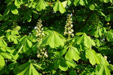 Aesculus hippocastanum blooms in May. Aesculus hippocastanum, the horse chestnut, is a species of flowering plant in the soapberry and lychee family Sapindaceae. Berlin, Germany 