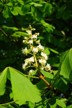 Aesculus hippocastanum blooms in May. Aesculus hippocastanum, the horse chestnut, is a species of flowering plant in the soapberry and lychee family Sapindaceae. Berlin, Germany 