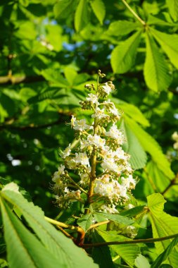 Aesculus hippocastanum blooms in May. Aesculus hippocastanum, the horse chestnut, is a species of flowering plant in the soapberry and lychee family Sapindaceae. Berlin, Germany 