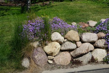 Violet flowers of Aubrieta spp. on a stone hill in the garden in May. Aubrieta is a genus of flowering plants in the cabbage family Brassicaceae. Berlin, Germany