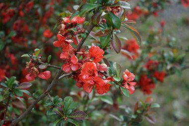 Chaenomeles spp. blooms red flowers in May. Chaenomeles is a genus of four species of deciduous spiny shrubs, in the family Rosaceae. Berlin, Germany