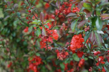 Chaenomeles spp. blooms red flowers in May. Chaenomeles is a genus of four species of deciduous spiny shrubs, in the family Rosaceae. Berlin, Germany