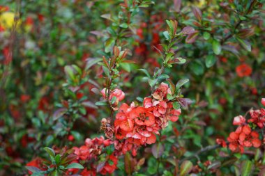 Chaenomeles spp. blooms red flowers in May. Chaenomeles is a genus of four species of deciduous spiny shrubs, in the family Rosaceae. Berlin, Germany