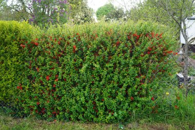 Chaenomeles spp. blooms red flowers in May. Chaenomeles is a genus of four species of deciduous spiny shrubs, in the family Rosaceae. Berlin, Germany