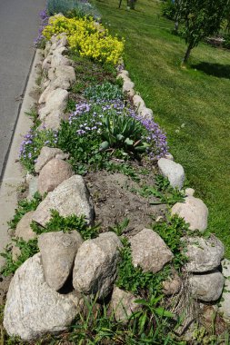 Yellow flowers of Alyssum spp. and violet flowers of Aubrieta spp. on a stone hill in the garden in May. Berlin, Germany