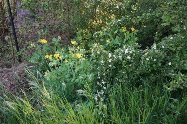 White flowers of Crataegus monogyna and yellow flowers of Chelidonium majus in the garden in May. Berlin, Germany