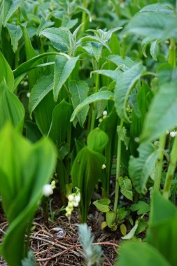 Convallaria majalis in the garden in May. Lilies of the valley, Convallaria majalis is a woodland flowering plant with sweetly scented, pendent, bell-shaped white flowers borne in sprays in spring. Berlin, Germany 