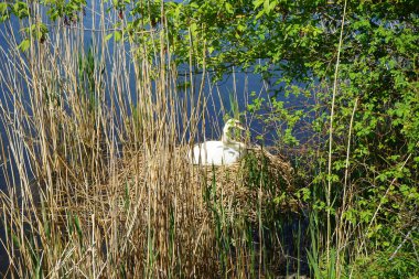 White mute swan sitting on nest in the thickets of Lake Wuhlesee in May. The mute swan, Cygnus olor, is a species of swan and a member of the waterfowl family Anatidae. Berlin, Germany