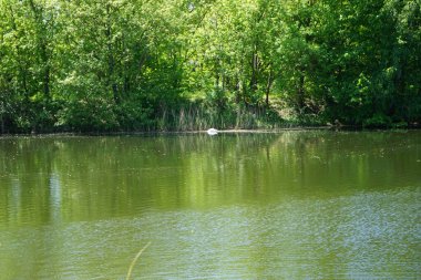 Beautiful white swan on the water of Wuhlesee lake in May. The mute swan, Cygnus olor, is a species of swan and a member of the waterfowl family Anatidae. Marzahn-Hellersdorf, Berlin, Germany 