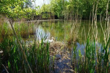 White mute swan sitting on nest in the thickets of Lake Wuhlesee in May. The mute swan, Cygnus olor, is a species of swan and a member of the waterfowl family Anatidae. Berlin, Germany
