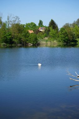 Beautiful white swan on the water of Wuhlesee lake in May. The mute swan, Cygnus olor, is a species of swan and a member of the waterfowl family Anatidae. Marzahn-Hellersdorf, Berlin, Germany 