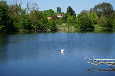 Beautiful white swan, grey heron and gulls at Wuhlesee lake in May. The mute swan, Cygnus olor, is a species of swan and a member of the waterfowl family Anatidae. Marzahn-Hellersdorf, Berlin, Germany
