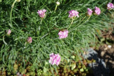 Mayıs ayında bahçede Armeria maritima. Armeria maritima, Plumbaginaceae familyasından bir bitki türüdür. Berlin, Almanya