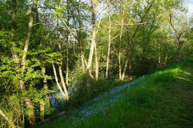 Mayısta mavi beni unutma. Myosotis ya da Myosotis, Boraginaceae familyasından bir bitki cinsidir. Berlin, Almanya 
