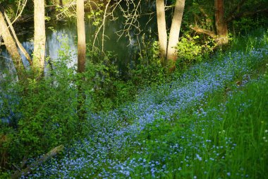Mayısta mavi beni unutma. Myosotis ya da Myosotis, Boraginaceae familyasından bir bitki cinsidir. Berlin, Almanya 
