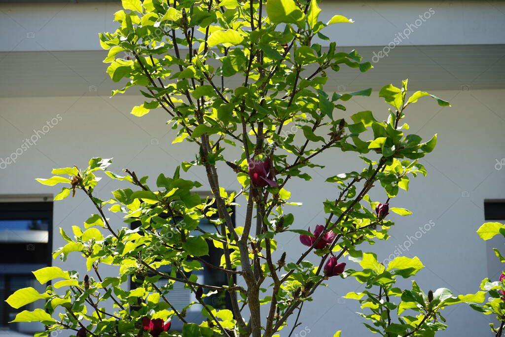 Magnolia x soulangiana 'Genie' with large, dark red flowers in May