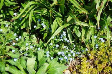 Mayısta mavi beni unutma. Myosotis ya da Myosotis, Boraginaceae familyasından bir bitki cinsidir. Berlin, Almanya 