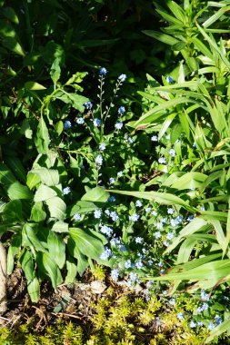 Mayısta mavi beni unutma. Myosotis ya da Myosotis, Boraginaceae familyasından bir bitki cinsidir. Berlin, Almanya 