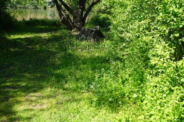 Dandelions in May. Taraxacum officinale, the dandelion or common dandelion, is a flowering herbaceous perennial plant of the dandelion genus. Berlin, Germany