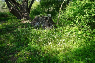 Dandelions in May. Taraxacum officinale, the dandelion or common dandelion, is a flowering herbaceous perennial plant of the dandelion genus. Berlin, Germany